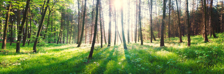 Fototapeta premium sunrise in spring green forest