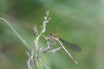 Dragonfly on spring grass