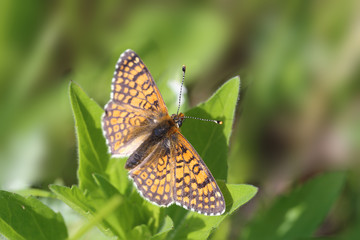 A colorful butterfly sitting on green leaves