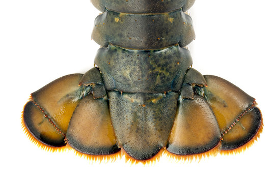 close up image of lobster tail