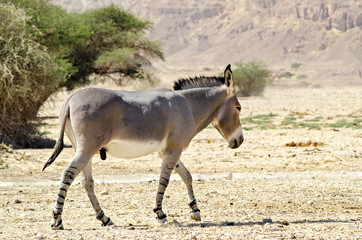 Somali wild donkey (Equus africanus) is the forefather of all domestic asses. This species is...