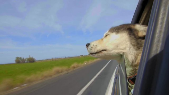 Cute furry dog rests her head on a car window, joyful, fur and lips flapping in the wind