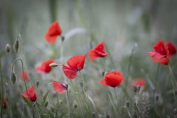 Fototapeta na wymiar Red poppies in bloom on a green retro field background