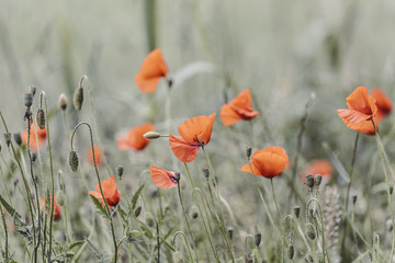 Red poppies in bloom on a green retro field background