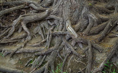 The roots of an old tree