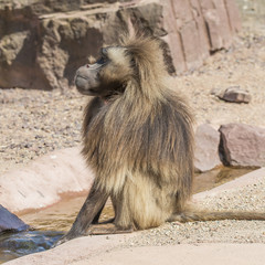 Portrait of african baboon in the open resort, Magdeburg, German