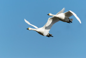 Fototapeta na wymiar 飛ぶ白鳥達