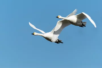 Papier Peint photo Lavable Cygne 飛ぶ白鳥達