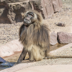 Portrait of african baboon in the open resort, Magdeburg, German