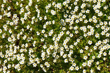small white flowers, the view from the top.