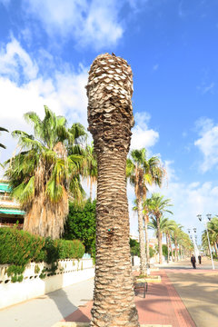 Palmera afectada por el Picudo rojo (Rhynchophorus ferrugineus)