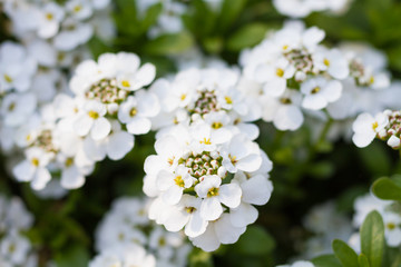 Fototapeta premium Macro of an evergreen candytuft