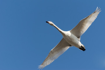飛ぶ白鳥