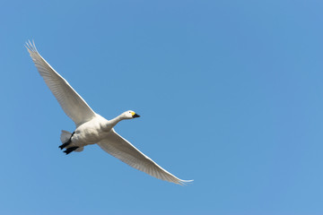Fototapeta na wymiar 飛ぶ白鳥