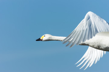 飛ぶ白鳥