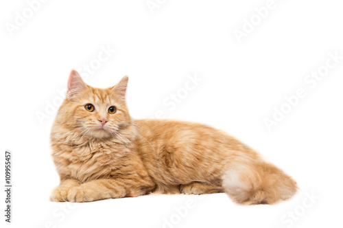 Long Haired Orange Cat On A White Background Stock Photo And