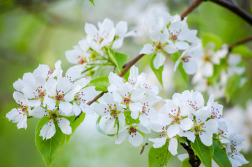 White flowers blooming apple tree