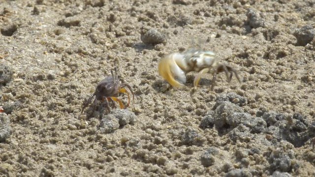 Cinemagraph of a female fiddler crab eating. An attacking male is frozen in time. Loopable motion background - seamless endless infinity video loop. Nai Yang, Thailand.
