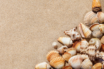 Fototapeta na wymiar Exotic seashells on sand. Summer beach background. Top view, cop