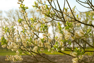 lush blooming delicate flowers branch of willow in the spring