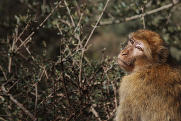Mono mirando hacia su espalda