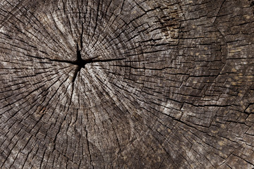 Fototapeta premium texture of old wood, stump