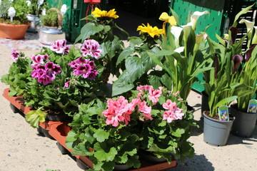 Sommerblumen am Marktstand, Pflanzen zum Verkauf