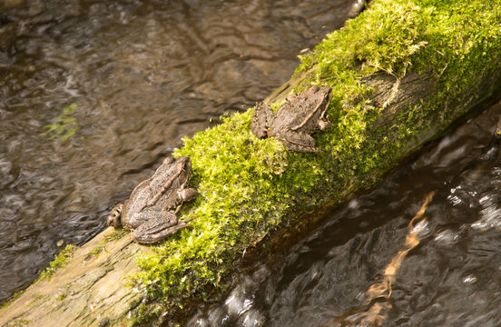 Freshwater frog on a tree branch in water