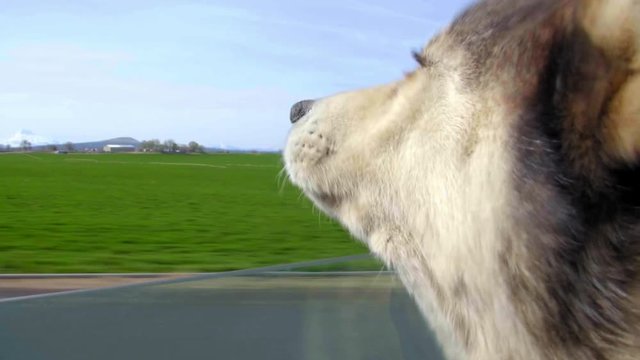 Husky Dog Puts Her Head Out A Moving Car Window, Enjoying The Breeze