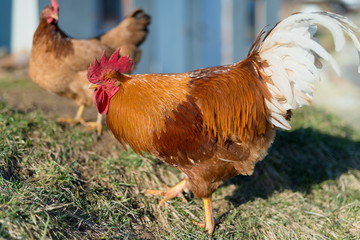 Orange rooster and chickens