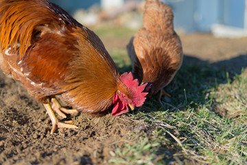 Orange rooster and chickens