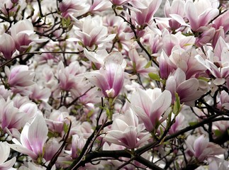 flowers of blossoming magnolia tree