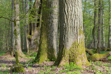 Monumental oak trees of Bialowieza Forest