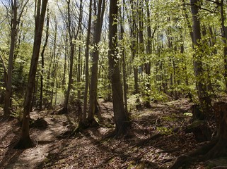 Obraz premium landscape of forest at spring