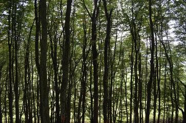 Fototapeta premium Hiking trail through beech forest on a hill on a sunny autumn morning in Kinnoull Hill Woodland Park, Perth, Scotland