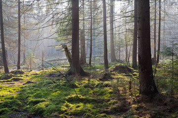 Sunbeam entering rich swampy coniferous forest