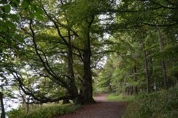 Path through old forest in autumn in Kinnoull Hill Woodland Park, Perth, Scotland