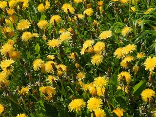 dandelions on meadow in may