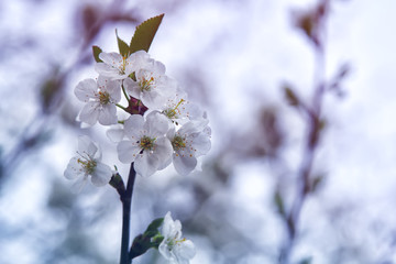 almond blossoms, Spring flowers. Vintage colored picture