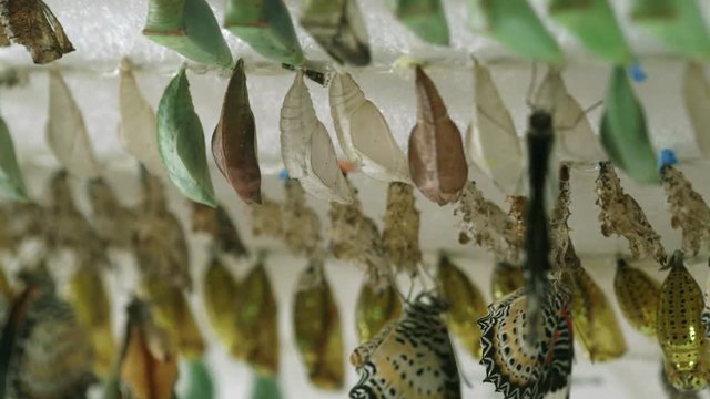 Struggles to emerge from chrysalis to become butterfly