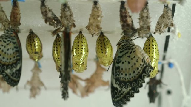 Struggles to emerge from chrysalis to become butterfly
