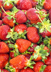 red ripe bunch of fresh strawberries