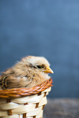 Маленький цыпленок в корзинке.