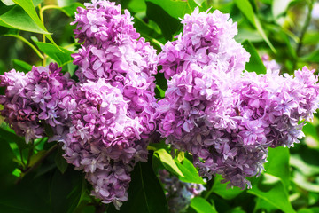 Obraz premium Close-up beautiful lilac flowers with the leaves. Beauty world.