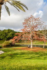 Blooming tree in the park, Tel Aviv