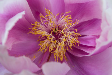Baumpfingstrose