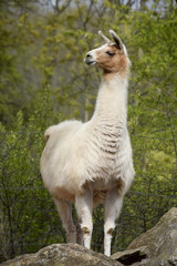 Fototapeta premium Lama verschafft sich einen Überblick 
