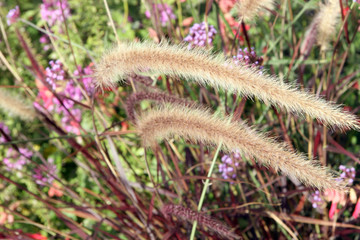 October / Autumn Meadow Switzerland