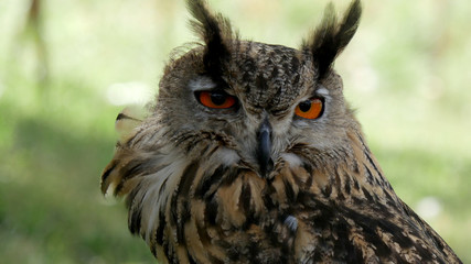 Eagle Owl/An eagle owl