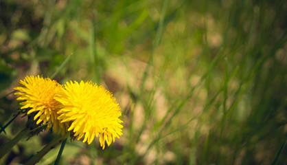 Летний луг. Яркий желтый одуванчик